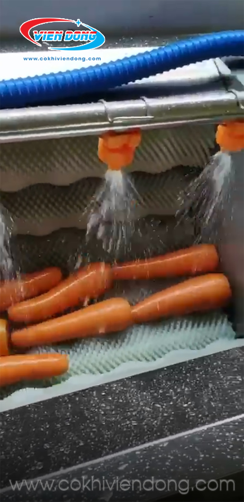máy gọt rửa cà rốt 